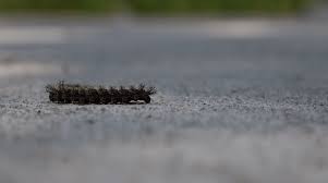 Every other circle is a different color, the even circles are red, and the odd circles are green (by even we mean when i is an even number). Tis The Season Treating Buck Moth Caterpillar Stings Umc