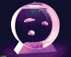 Each have their own needs and challenges, so understanding them via lots of research is a must (there are books). Would You Splash Out 238 On A Jellyfish Aquarium The Tank Does Come With Complete With A Set Of Pretty Moon Jellyfish But They Only Live For Two Months Daily Mail Online