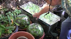 Having said that, you'll have nothing to worry about if you stay in an area where the night and day. Growing Wasabi Youtube