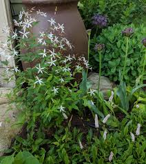 Image result for Hypoxis bampsiana