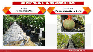 Projek penanaman cili secara fertigasi. Penanaman Tanaman Cili Rock Melon Dan Tomato Secara Fertigasi Universiti Putra Malaysia Kampus Bintulu Sarawak