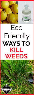 Weeds are also called invasive plants because they invade your garden and spread. How To Kill Weeds The Eco Friendly Way Gardening Channel