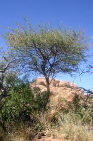 Image result for Acacia luederitzii