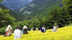 お茶のまち静岡市 黄金みどり茶園
