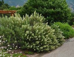 This address can also be written as 2790 north canyon ridge drive, north logan, utah 84341. Collecting Plants On Public Lands For Utah Landscaping Usu