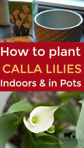 How To Plant Calla Lily Bulbs Indoors In Pots Calla Lily Bulbs Lily Bulbs Lily Plant Care