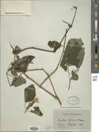 Image result for Mellera lobulata