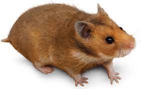 Explore astakatrin's photos on flickr. Golden Syrian Hamsters Hsdhan Aura