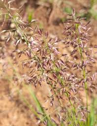 Image result for Eragrostis rogersii