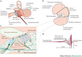 Within the utricle and saccule are areas containing hair cells with stereocilia embedded in a gelatinous mass. Integrating The Active Process Of Hair Cells With Cochlear Function Nature Reviews Neuroscience