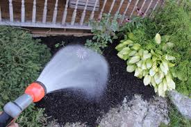 Maybe you would like to learn more about one of these? Watering Your Plants How Often When To Do It And 10 Things To Know