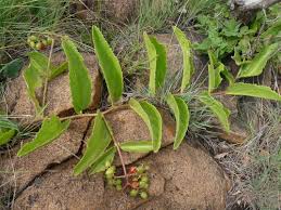 Image result for Cyphostemma paucidentatum