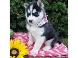 I have beautiful husky puppies for sale they will be ready in seven weeks! Blue Eyed Siberian Husky Puppies For Sale Novocom Top