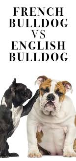 To deal with the french bulldog temperament. French Bulldog Vs English Bulldog Differences And Similarities