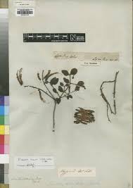 Image result for Plicosepalus sagittifolius