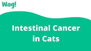 You may also notice some or all of the following signs in your cat. Intestinal Cancer In Cats Symptoms Causes Diagnosis Treatment Recovery Management Cost