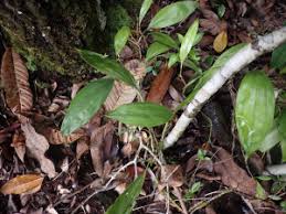 Image result for Lindackeria fragrans