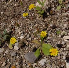 Image result for Dewildemania stenophylla