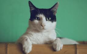 Be aware that your kitten is now large enough to attempt counter surfing, it may push items around or off of tables out of curiosity, and it will test the limits of both human and inanimate objects. How Long Do Cats Grow For Catwiki