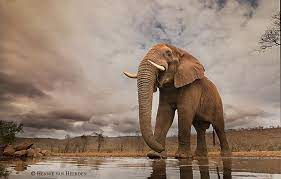 Woman Leaves Behind Her Office Job To Become Accomplished Wildlife Photographer Wildlife Wildlife Photography Animals Images