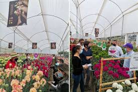 Piedmont wholesale flowers, durham, north carolina. Experience Dianthus Week From Different Perspectives