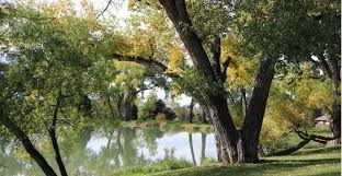 | dolly parton, east tennessee's most famous native, loves her dolly parton, east tennessee's most famous native, loves her home region so much that she's made a successful career out of singing about girls who. Cottonwood Trees Facts Identification Pictures Problems And More