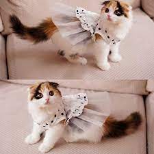 Anschließend wird er in ein tierheim gebracht. I Pet Prinzessinnen Kostum Fur Katzen Und Partys Brautschmuck Hochzeitskleid Tutu Ballkleid Welpen Gepunktet Fotobekleidung Dehnbar Netzkostum Fur Fruhling Und Sommer Weiss Grosse L Amazon De Haustier