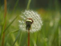 Free Image On Pixabay Dandelion Summer Pointed Flower Pointed Flower Dandelion Flowers