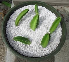 A video on how to take care of cacti and succulents. Propagation Awkward Botany