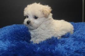 Maltipoo