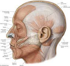 Muscles Of The Skull Face Atlas Of Anatomy Head Anatomy Anatomy Anatomy Art