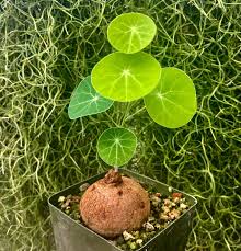 Image result for Cyphia erecta