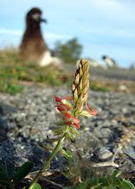 Image result for Indigofera spicata