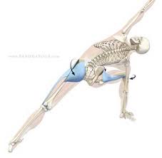 Supported headstand pose (salamba sirsasana). Ray Long Archives Love Yoga Anatomy