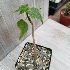 Image result for Obetia