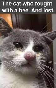Pin By Nuria On Cats Fun And Fancy Funny Cat Fails Cute Animals Funny Animals