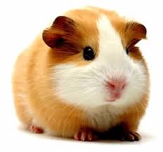 Resultado de imagem para animais