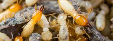 Simply getting rid of the flying termites won't fix the problem in one fell swoop. Termite Control Services Western Exterminator