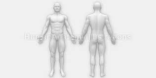 Choose from a nice collection of body outline front and back worksheets. Interactive Human Anatomy Templates