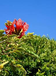 Image result for Tecomaria nyassae