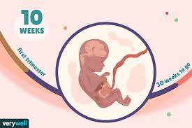 Your baby might kick more frequently or less often. 10 Weeks Pregnant Baby Development Symptoms And More