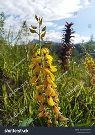 Image result for Crotalaria monteiroi