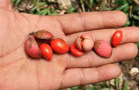 Image result for Aphanamixis