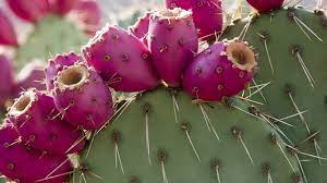 If this video help you in anyway please feel free to share it. Benefits Of Prickly Pear For Your Hair And Skin Naturallycurly Com
