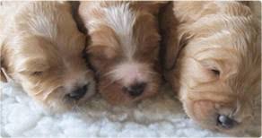 We are dedicated to the preservation and the development of. Labradoodle Breeders Puppies For Sale Tora S Australian Labradoodles