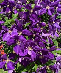 Check spelling or type a new query. Arthurpixwindows On The Wildplease Help Me Make My Trailing Clematis Look Like This