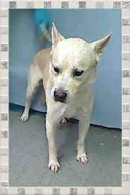 Minecraft Xbox One How To Dye Dog Collars Get Colored Wolves Collar In Minecraft Ps4 Xbox One Http Www 7tv Net Minecraft Minecraft Ps4 Xbox One Xbox