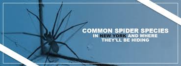 Therefore consider the list below as a general indicator of the insects, bugs and spiders that may be found in a given state or province. Common New York Spiders Where They Ll Be Hiding Pestech