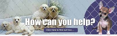 Click here to view dogs in wisconsin for adoption. Teddy Bear Puppy Rescue Wisconsin
