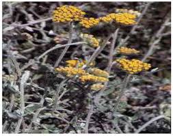 Image result for Helichrysum aureum